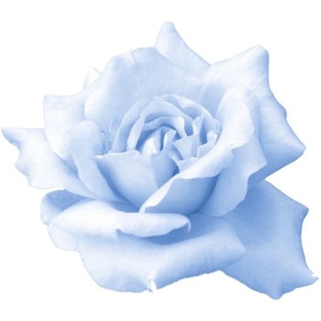 blue rose2