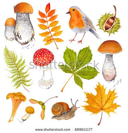 Watercolor Autumn Marker Set Mushrooms Leaves Stockillustration 689611177 - Shutterstock