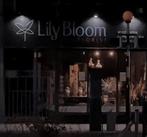 lily bloom