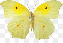 asas de borboleta png - Pesquisa Google