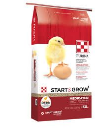 baby chick food png - Google Search