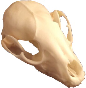 animal skull