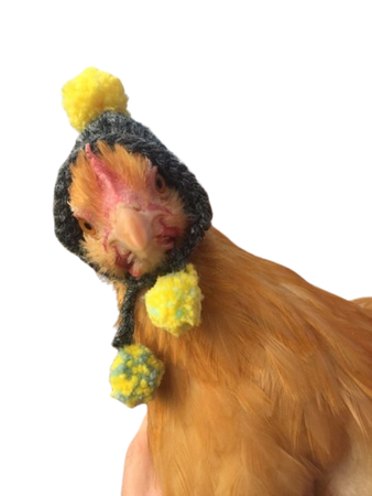 chicken in a hat