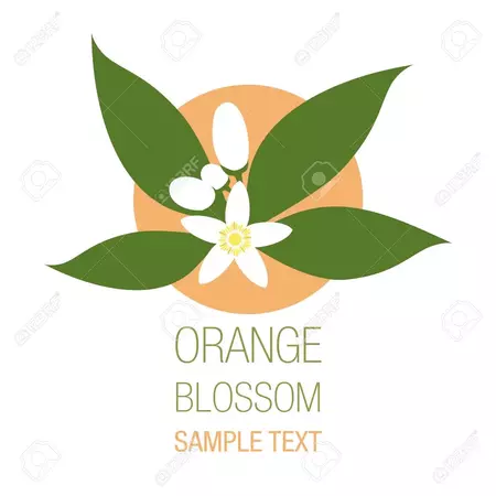 orange blossom text clipart _kathlynmarie
