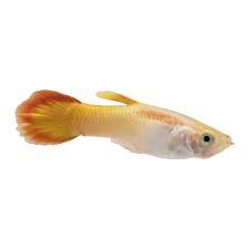 guppy fish no background - Google Search