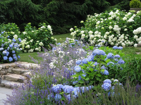 blue garden