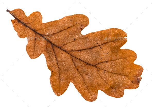 autumn brown leaf of oak tree isolated Stock Photo by vvoennyy | PhotoDune