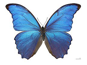 papillon bleu nom – Recherche Google
