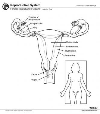 anatomy diagram uterus