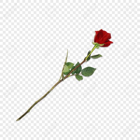 red rose no background - Google Search