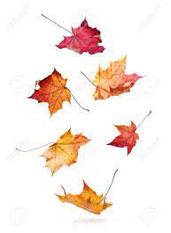 falling autumn leaves - Google Search