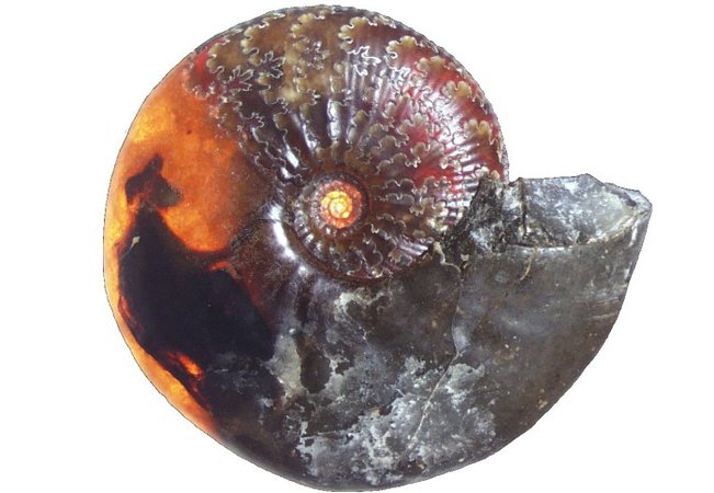 fossils shell