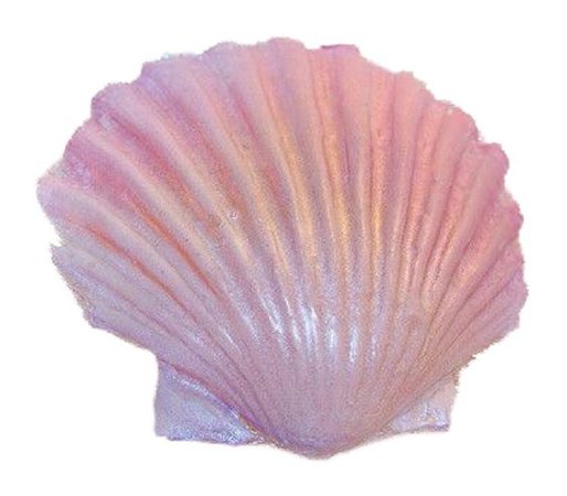 pink shell png filler