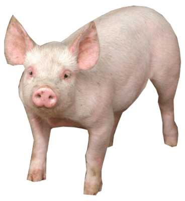 pig png - Google Search