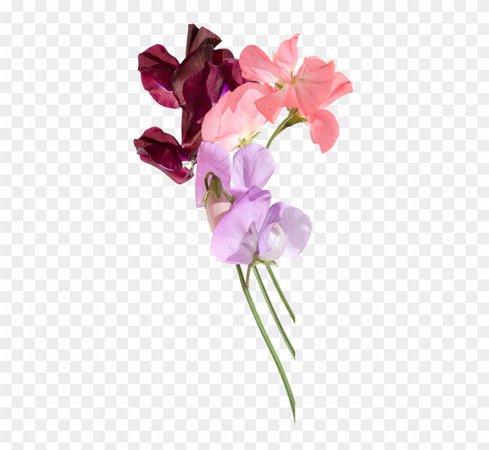 Sweet Pea Flower Png - Free Transparent PNG Clipart Images Download