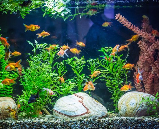 7 Health Benefits of Keeping an Aquarium | EntirelyPets Blog
