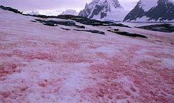 pink snow - Bing images