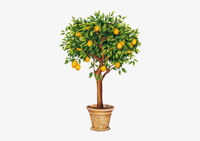 lemon tree