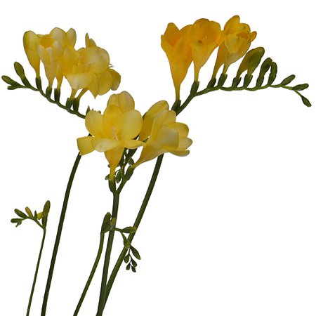 Yellow Freesia Flower | FiftyFlowers.com