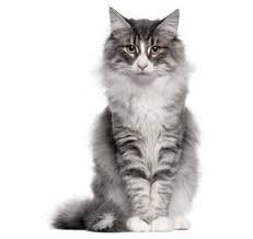 grey norwegian forest cat - Google Search