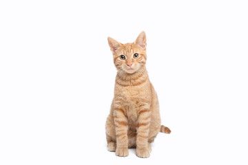 Beautiful cute orange cat Stock Photo | Adobe Stock