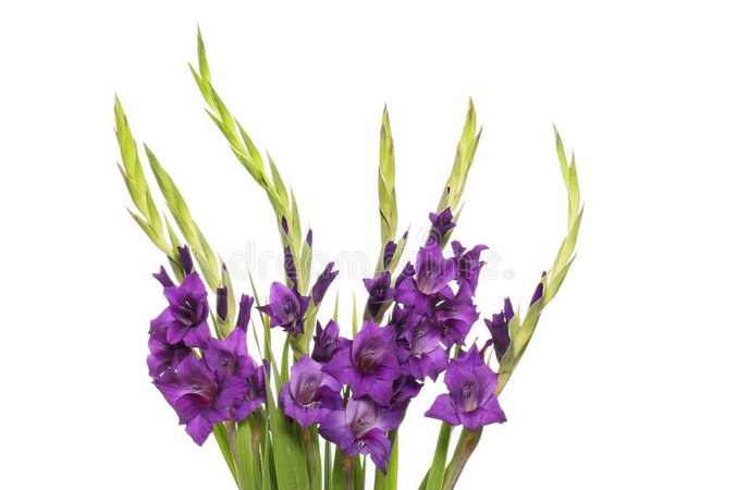 Arrangement Of Gladioli Flowers Stock Image - Image of flora, purple: 158098919