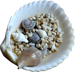 shell 🐚 sea 🌊 💙 ✨️