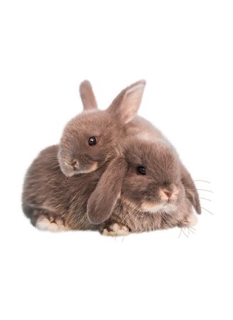 bunnies brown png filler