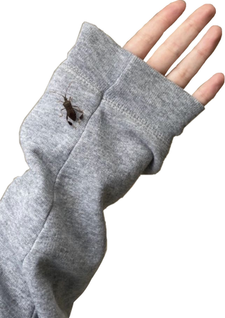 arm png