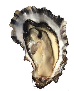 Oyster France.com - The Finest Oysters - Productor of Oysters