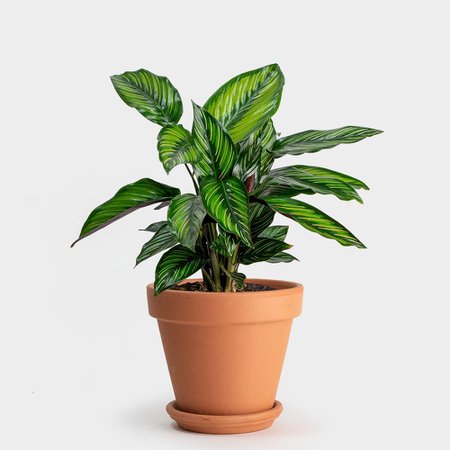 Greenery Unlimited | 6" Calathea Beauty Star | Shop Indoor Plants
