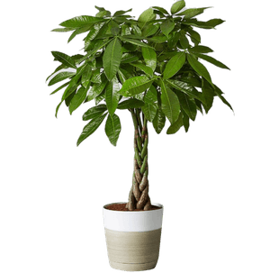 Money Tree Plant | Large | Decorist