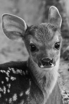 deer baby