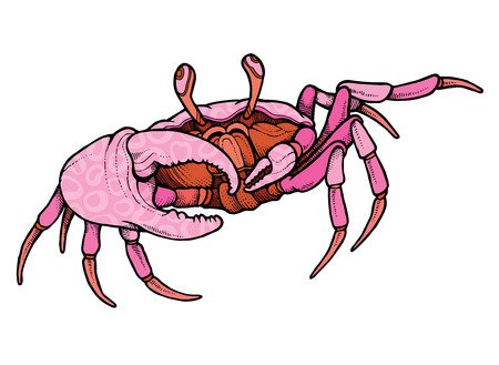 Hand Drawn Line Art Colorful Crab - Vector Illustration Royalty Free Cliparts, Vectors, And Stock Illustration. Image 51352803.