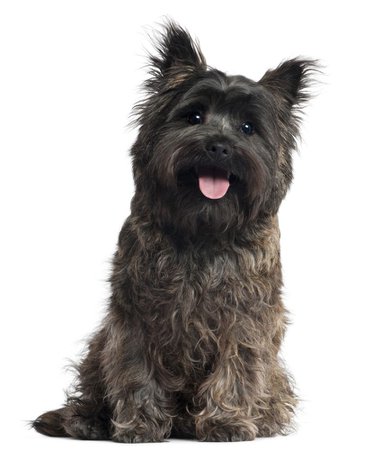 black Cairn Terrier - Google Search
