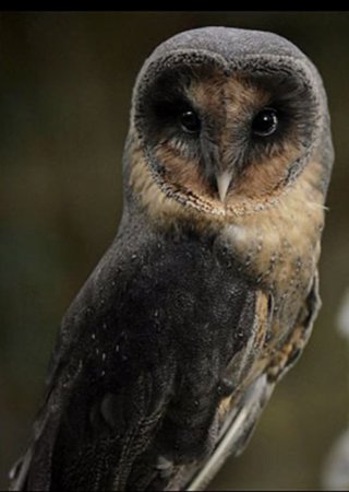Black Barn owl