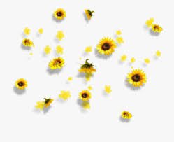 sunflowers png