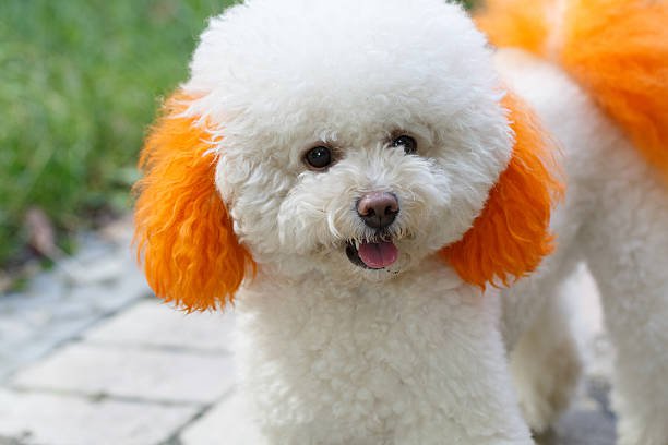 White Poodle Orange Ears