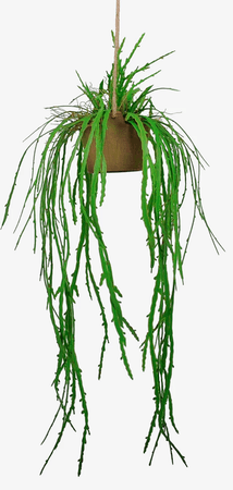 hanging plant cacti