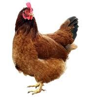 chickens png - Google Search