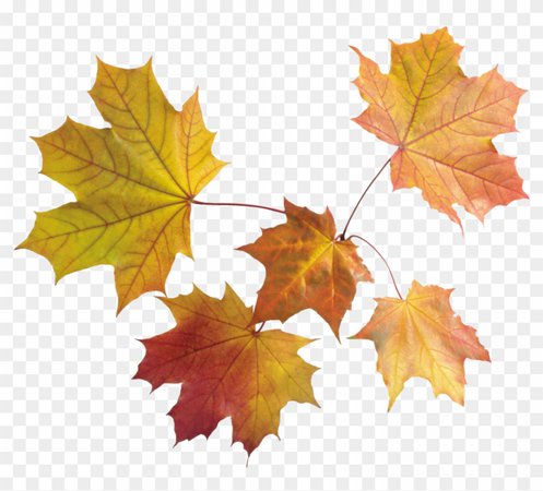 1489786-autumn-png-leaves-autumn-leaves-transparent-background-fall-png-840_761_preview.png (840×761)