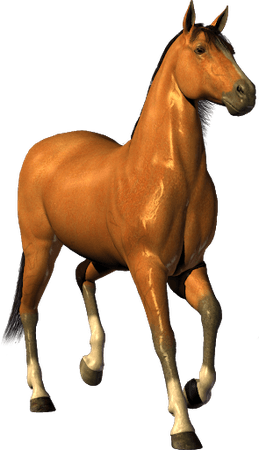 horse facing me without background - Google Search