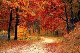 autumn background red - Google Search