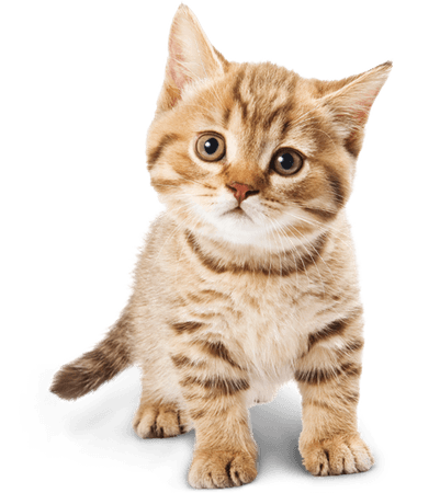 Baby cat png #40358 - Free Icons and PNG Backgrounds
