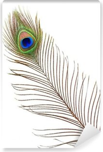 Colorful peacock feathers background Wall Mural • Pixers® - We live to change