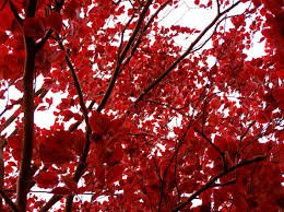Red Tree Leaves