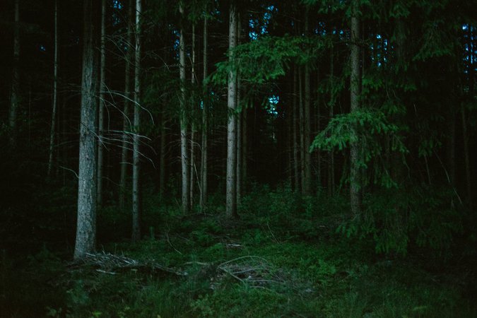 Woods at night