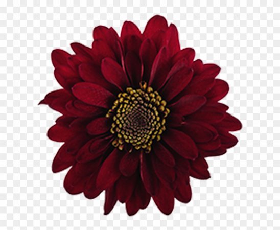 "burgundy" png - Google Search