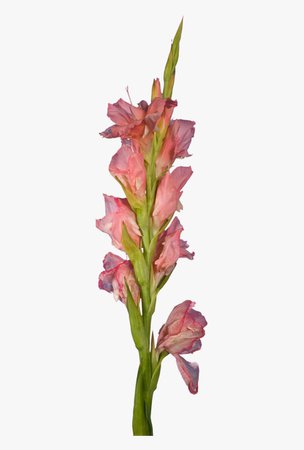 Gladiolus Flower Pink Cute