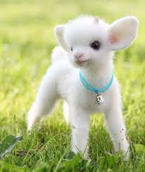 cute baby animals - Google Search